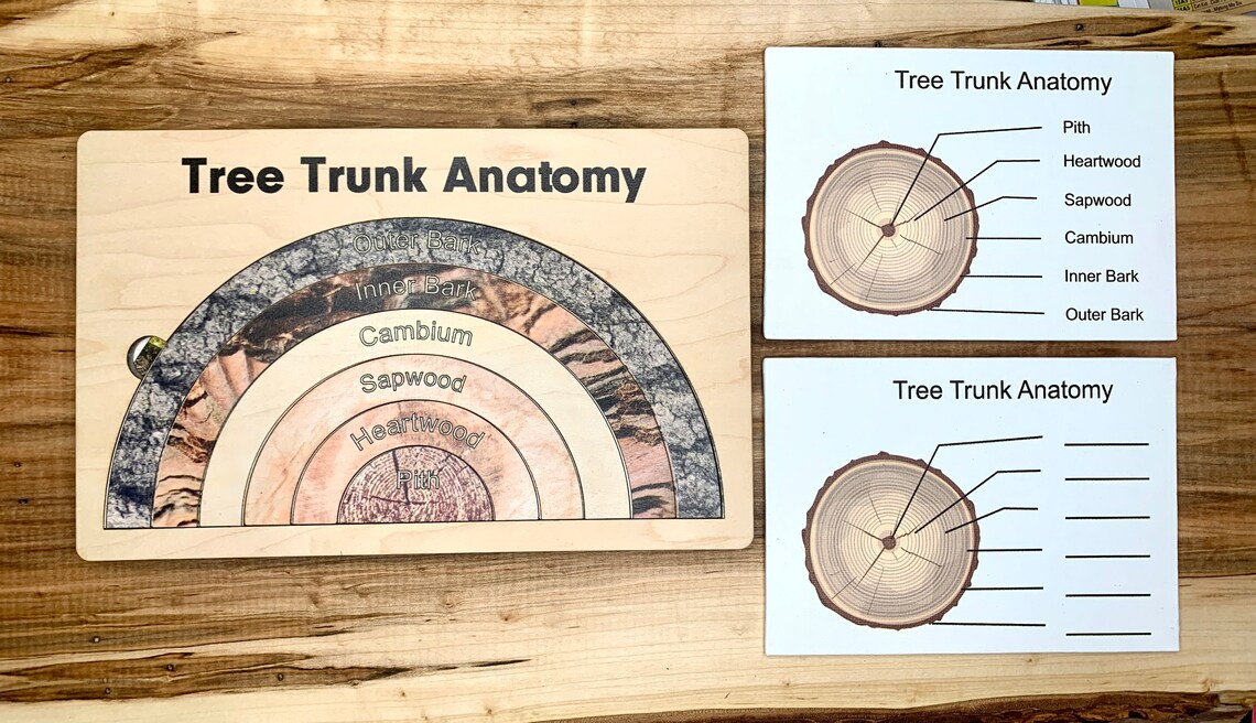 Anatomy of a Tree Trunk Puzzle Montessori Wood Study Etsy
