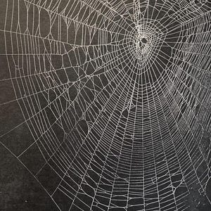 May include: A detailed illustration of a spider web against a black background. The web is rendered in white, with intricate lines radiating from a central point. The artwork has a slightly textured appearance, creating a contrast between the web and the dark backdrop.