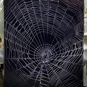 ORB WEAVER WEB - Preserved Hand Mounted Spider Web on Hardwood Panel
