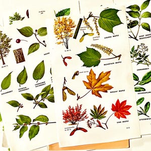 May include: A selection of vintage botanical illustrations showcasing diverse tree leaves, flowers, and seeds. The illustrations include labels such as "Bigleaf Maple," "Vine Maple," and "West Indies Mahogany." The images are printed on aged paper.