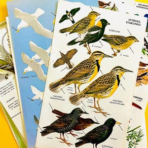20 páginas de livros de pássaros da guilda de campo vintage, coisas efêmeras para diários indesejados, lote de coisas efêmeras, suprimentos para scrapbooking, suprimentos de diário, coisas efêmeras vintage
