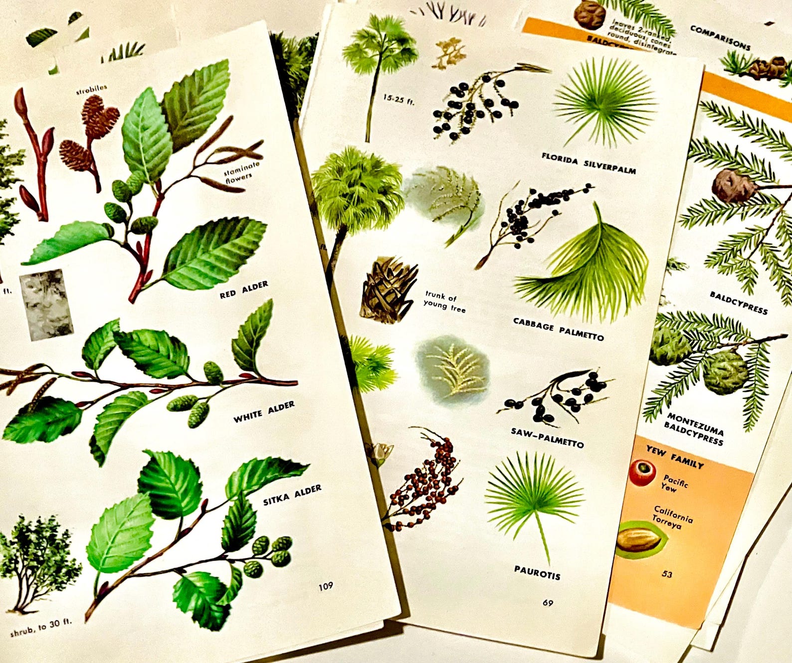 25 Vintage Field Guild Trees Book Pages, Ephemera for Junk Journals ...