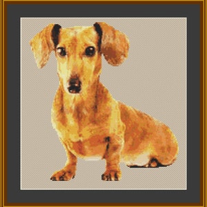 May include: A brown and tan dachshund dog sitting with its front paws forward and its back paws tucked under its body. The dog has short, smooth fur and a long snout.