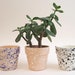 see more listings in the Plant Pots section