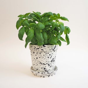 May include: A potted basil plant with green leaves in a white ceramic pot with black splatter paint. The pot has a matching saucer.