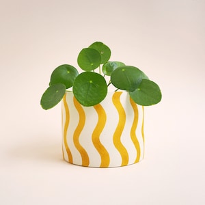 May include: A yellow and white striped ceramic planter with a green plant inside. The planter has a wavy pattern.