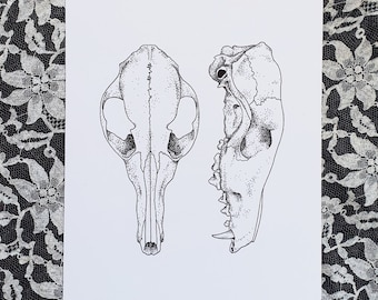 May include: Black and white line drawing of two animal skulls. The skulls are drawn in a stippled style, with small dots creating the outline and details. The skulls are facing different directions, one is facing forward and the other is facing to the side.