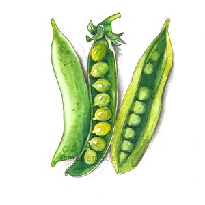 Sugar Snap Pea Pals Watercolor Print | Kitchen Wall Art | Pea Pod Art| Vegetable Print| Kitchen Art Print | Perfect Housewarming Gift