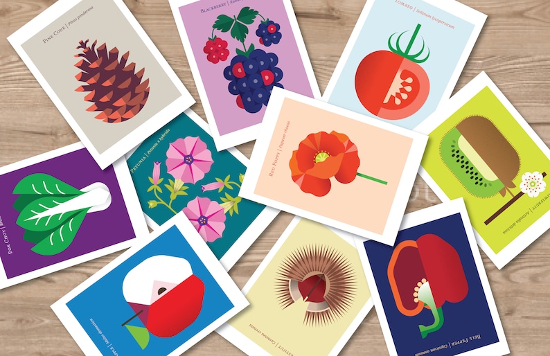 May include: A set of ten illustrated cards featuring various fruits, vegetables, and flowers. Each card has a colorful illustration of the item and its scientific name in a white font. The cards are arranged on a wooden surface.
