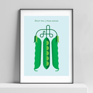 Snap pea print, kitchen art, baby room wall art, vegetable poster, snap pea, snow pea, minimalist print, nature lover, peas, edamame decor