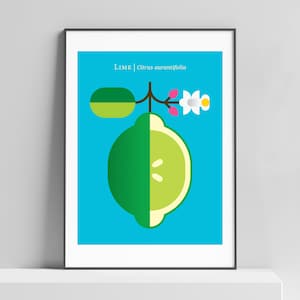 Modern Lime print for the kitchen, office, kids room. Minimalist lime art, mid century fruit, contemporary fruit, nordic wall decor, japandi