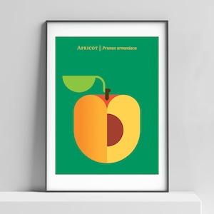 Apricot poster art print for the home, office; kids room fruit decor, minimalist design, modern poster, apricot illustration, apricot print