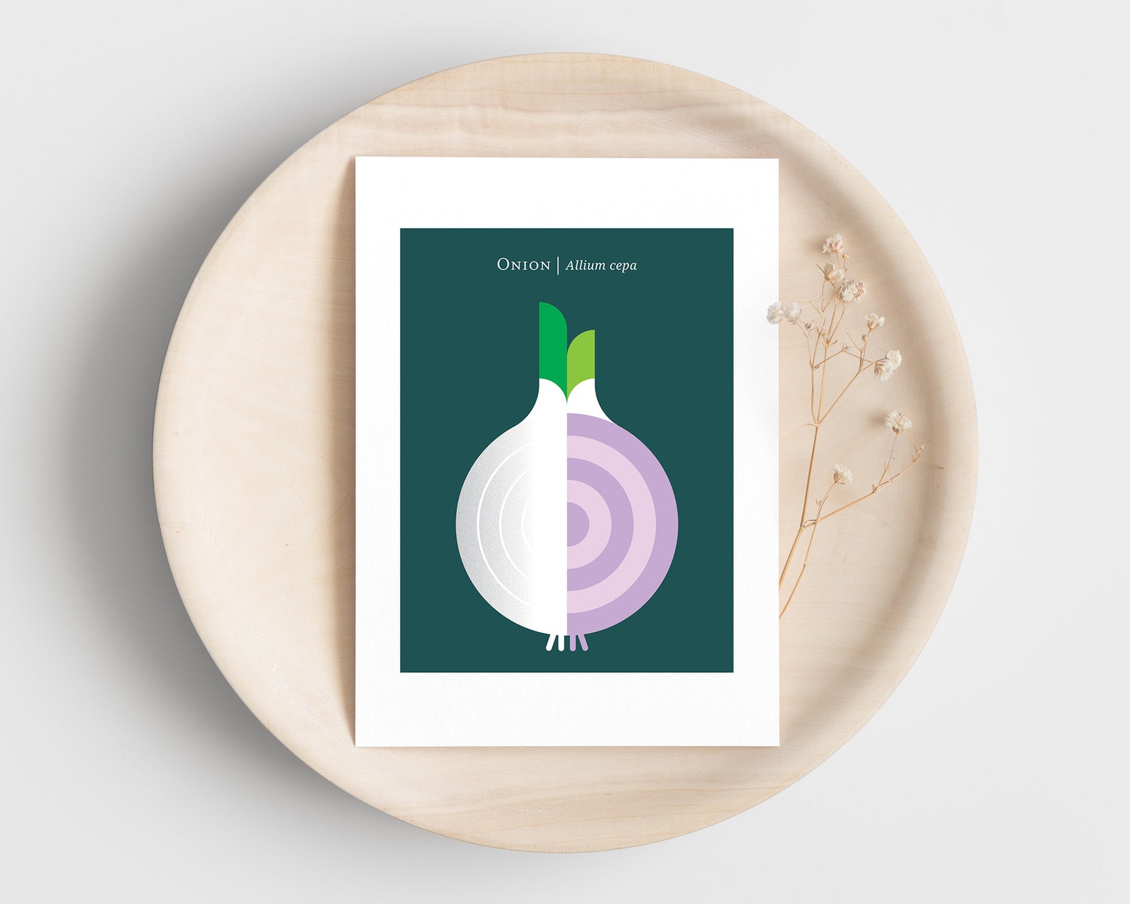 Modern Onion Art Print for the Kitchen, Home Interior. Mid Century