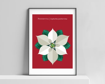 White Poinsettia modern art print poster for the home – christmas flower, christmas poster print, modern holiday print, holiday wall art