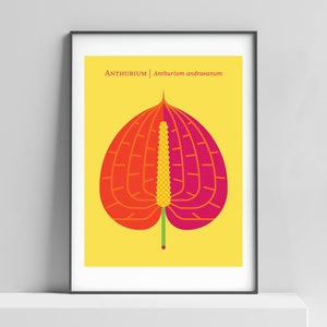 Anthurium modern flower botanical art print for the home, office, flower poster, flamingo lily, minimalist flower design, tropical floral