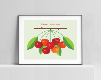 Modern Cherry art print poster for the home, kitchen, office. Cherries botanical art, contemporary fruit illustration, summer wall art print