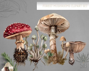 Mushroom digital illustration, forest mushrooms clipart set
