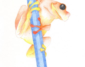 Pencil Frog Orange/Blue
