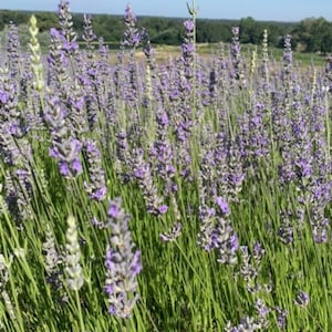 Pu&ograve; includere: Un campo di fiori di lavanda in piena fioritura, con fiori viola e steli verdi. I fiori crescono in file e il campo &egrave; circondato da alberi.