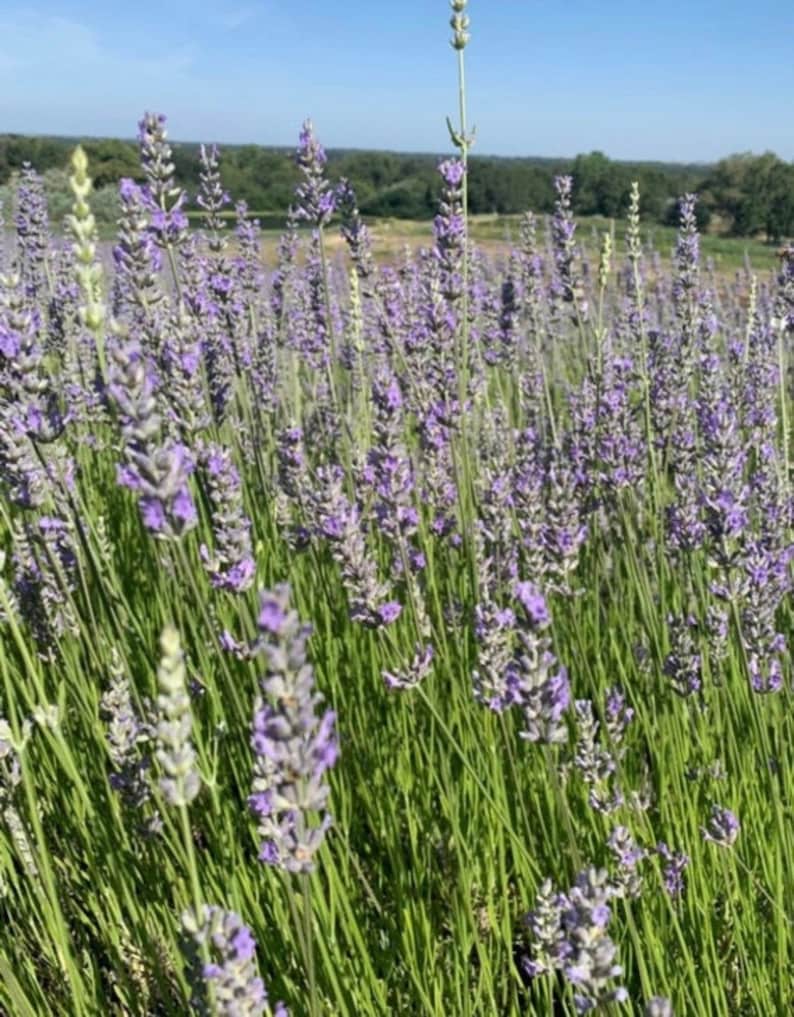 Pu&ograve; includere: Un campo di fiori di lavanda in piena fioritura, con fiori viola e steli verdi. I fiori crescono in file e il campo &egrave; circondato da alberi.