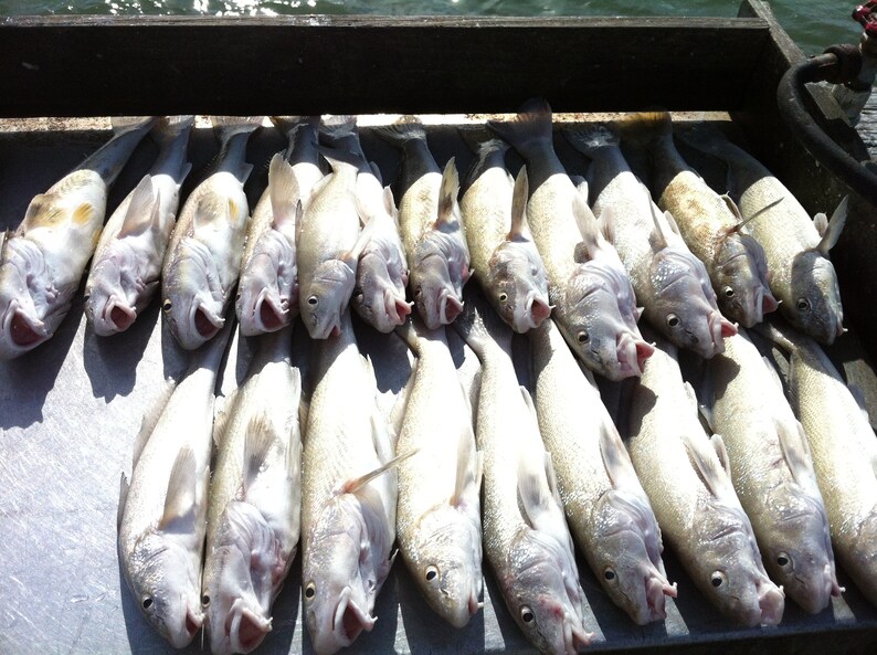 8 Hilow Surf Fishing Float Rigs for Pompano, Whitingkingfish, Snappers