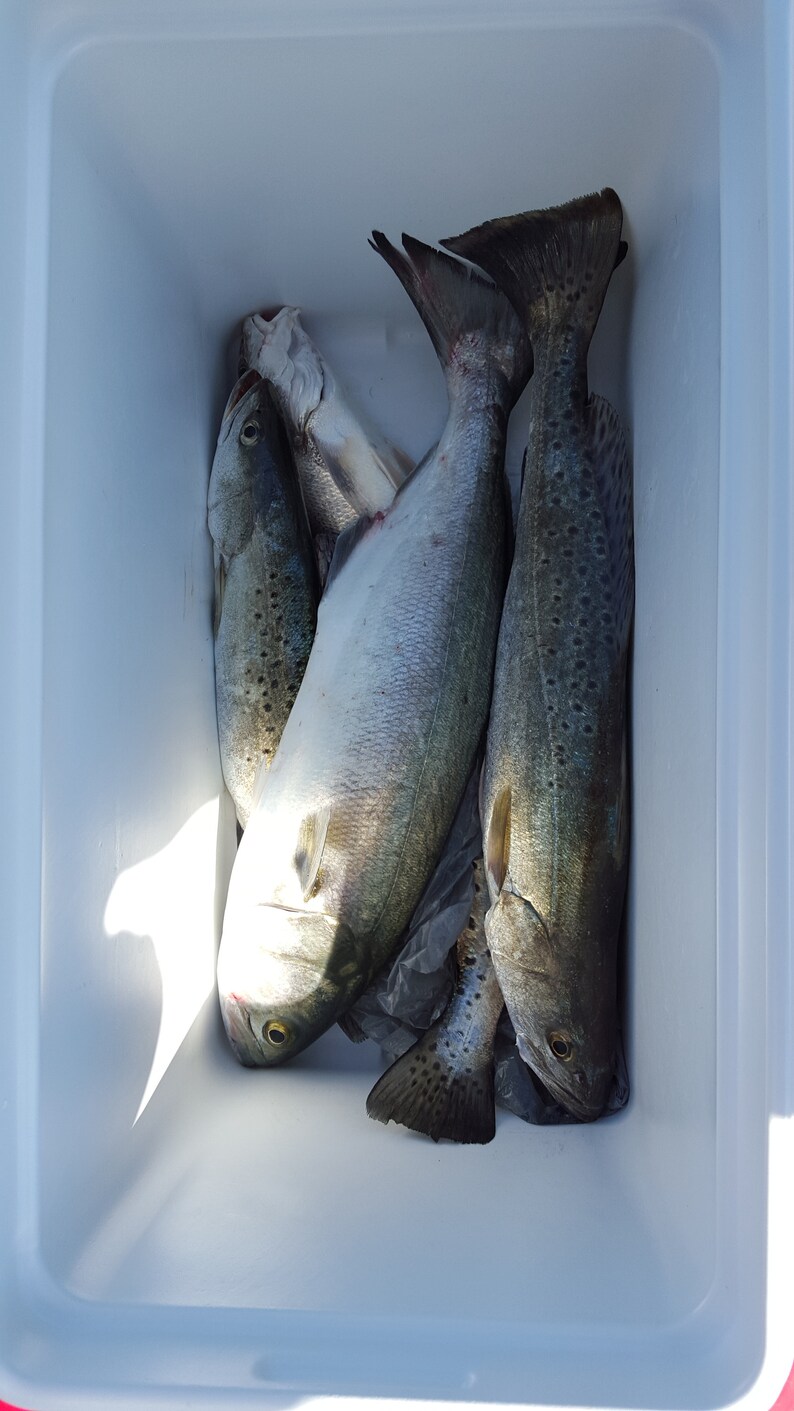 5 Hilow Surf Fishing Rigs, Pompano, Whitingkingfish, Snappers