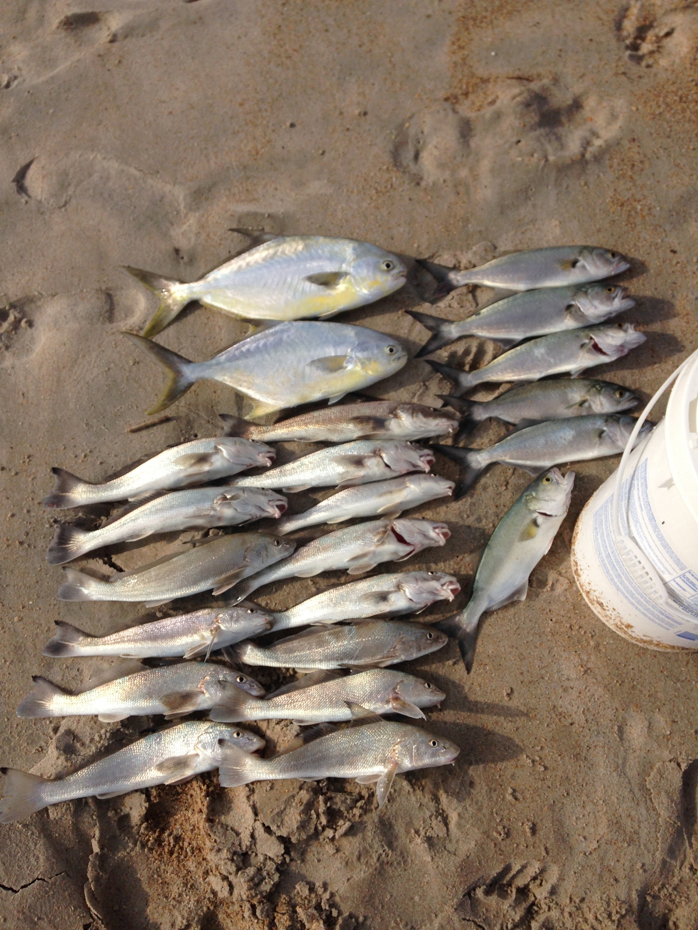 6 Surf / Pier Fishing Rigs 1/0 Hooks Pompano Whitings Croakers Snappers ...