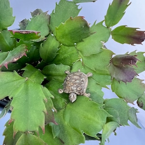 Brass Turtle Pin