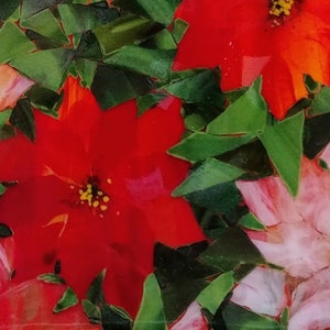 K&ouml;nnte beinhalten: Nahaufnahme einer Gruppe von roten und rosa Weihnachtssternen mit gr&uuml;nen Bl&auml;ttern. Die Bl&uuml;ten sind in einem zuf&auml;lligen Muster angeordnet, wobei sich einige &uuml;berlappen. Die Bl&auml;tter sind dunkelgr&uuml;n und haben eine leicht strukturierte Oberfl&auml;che.
