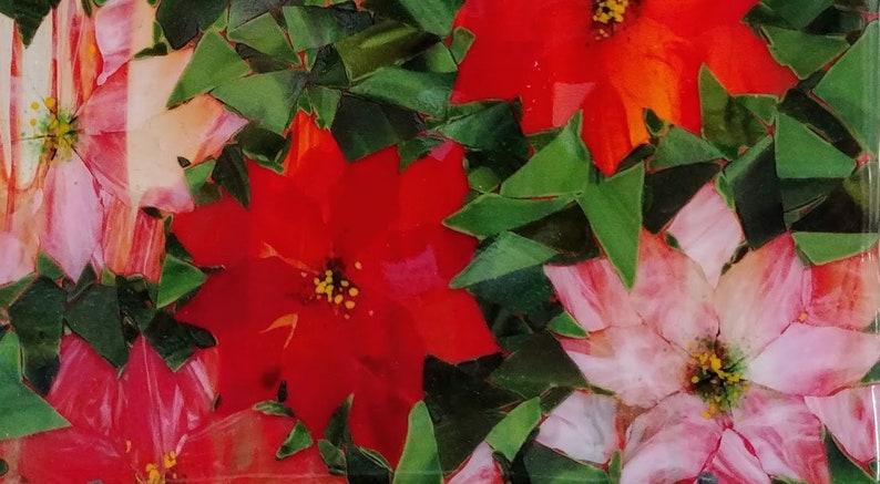 K&ouml;nnte beinhalten: Nahaufnahme einer Gruppe von roten und rosa Weihnachtssternen mit gr&uuml;nen Bl&auml;ttern. Die Bl&uuml;ten sind in einem zuf&auml;lligen Muster angeordnet, wobei sich einige &uuml;berlappen. Die Bl&auml;tter sind dunkelgr&uuml;n und haben eine leicht strukturierte Oberfl&auml;che.