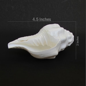May include: A white conch shell, 4.5 inches long and 2 inches wide, against a black background. The shell has a textured surface and a large opening. The shell's shape is elongated and curved, with a spiral pattern.
