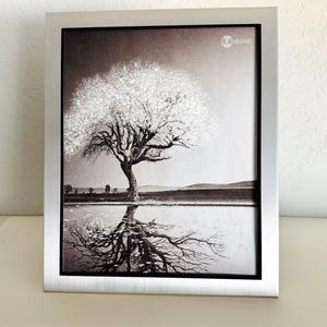 May include: A framed black and white photograph of a tree reflected in water. The tree has a full canopy and is reflected in the water below. The frame is silver.