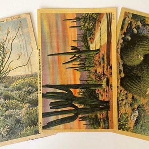 3 pagina's hoge resolutie DIGITALE SCANS van vintage ansichtkaarten uit de jaren 1950, cactuswoestijn, cursief handschrift, oude postzegels 3 jpg's, op 300 dpi
