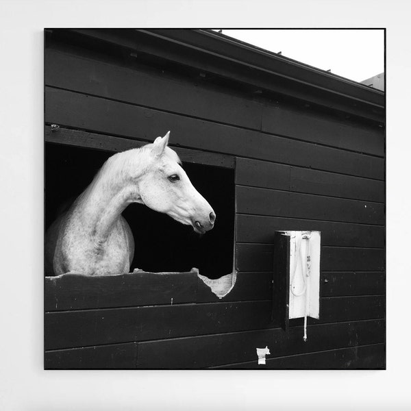 Equestrian Photo - Etsy