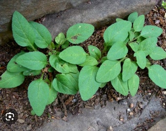 Self Heal Live Plant