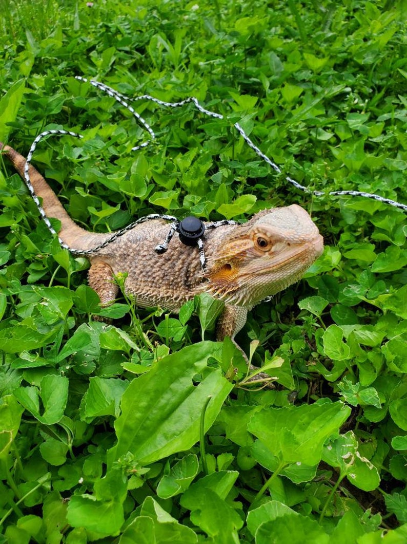 Bearded dragon harness/leash 8 ft. grey black and