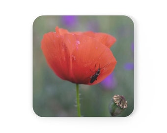 Puede incluir: Una flor de amapola roja con un pequeño insecto negro sobre ella. La flor está enfocada y el fondo está desenfocado.