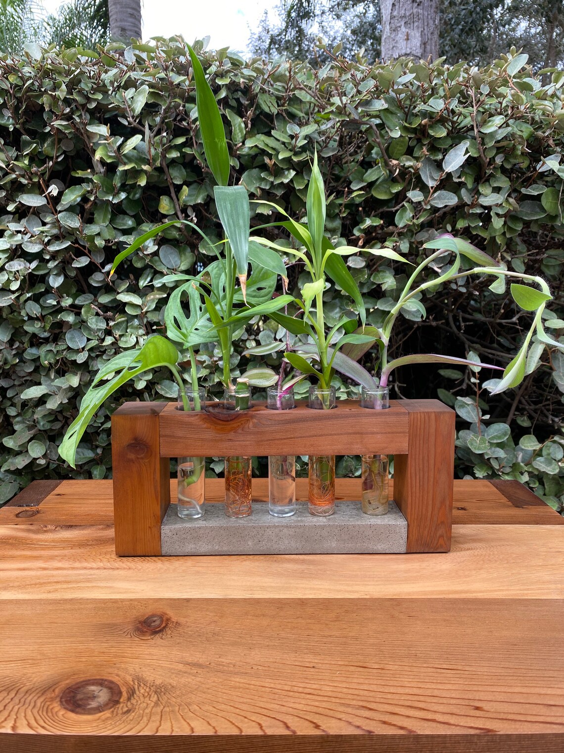 Propagation Station Wooden Propagation Glass Vials Etsy