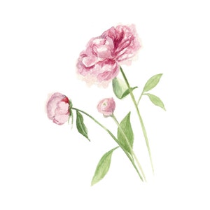 Peony Flower Print - Botanical Illustration - Minimalist Floral Wall Art - Pink Peony Art - Botanical Print