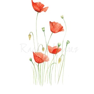 Poppy Flower Print Botanical Print Nursery Decor Flower Illustration Botanical Illustration Art Wildflower Art Print Floral Art image 4