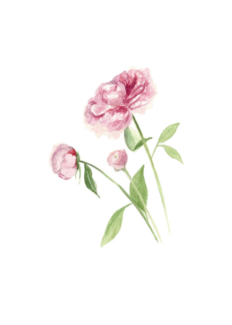 May include: A watercolour painting of pink peonies with green leaves and stems.