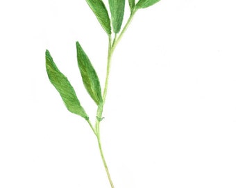 Botanical Herb Print - Watercolor Botanical Art - Botanical Kitchen Wall Art - Watercolor Herb - watercolor botanical