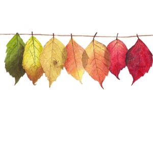 May include: Seven autumn leaves of various shades of green, yellow, orange, and red are hanging on a string.