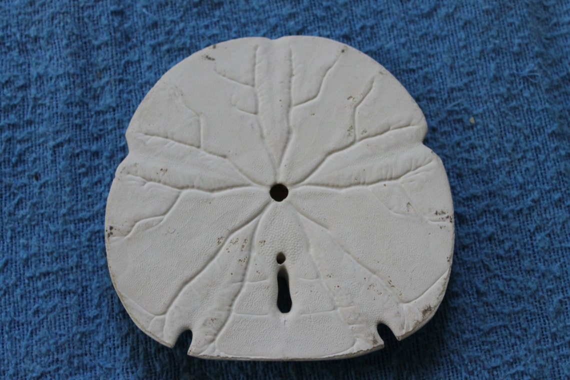 How to paint a shell in acrylics picture