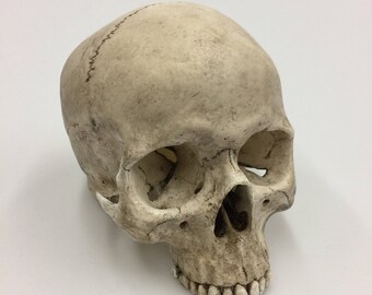 human skull etsy