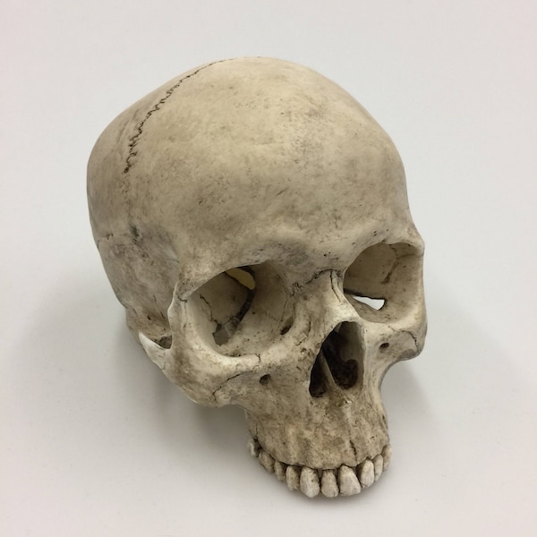 Human Skull Replica, Full size