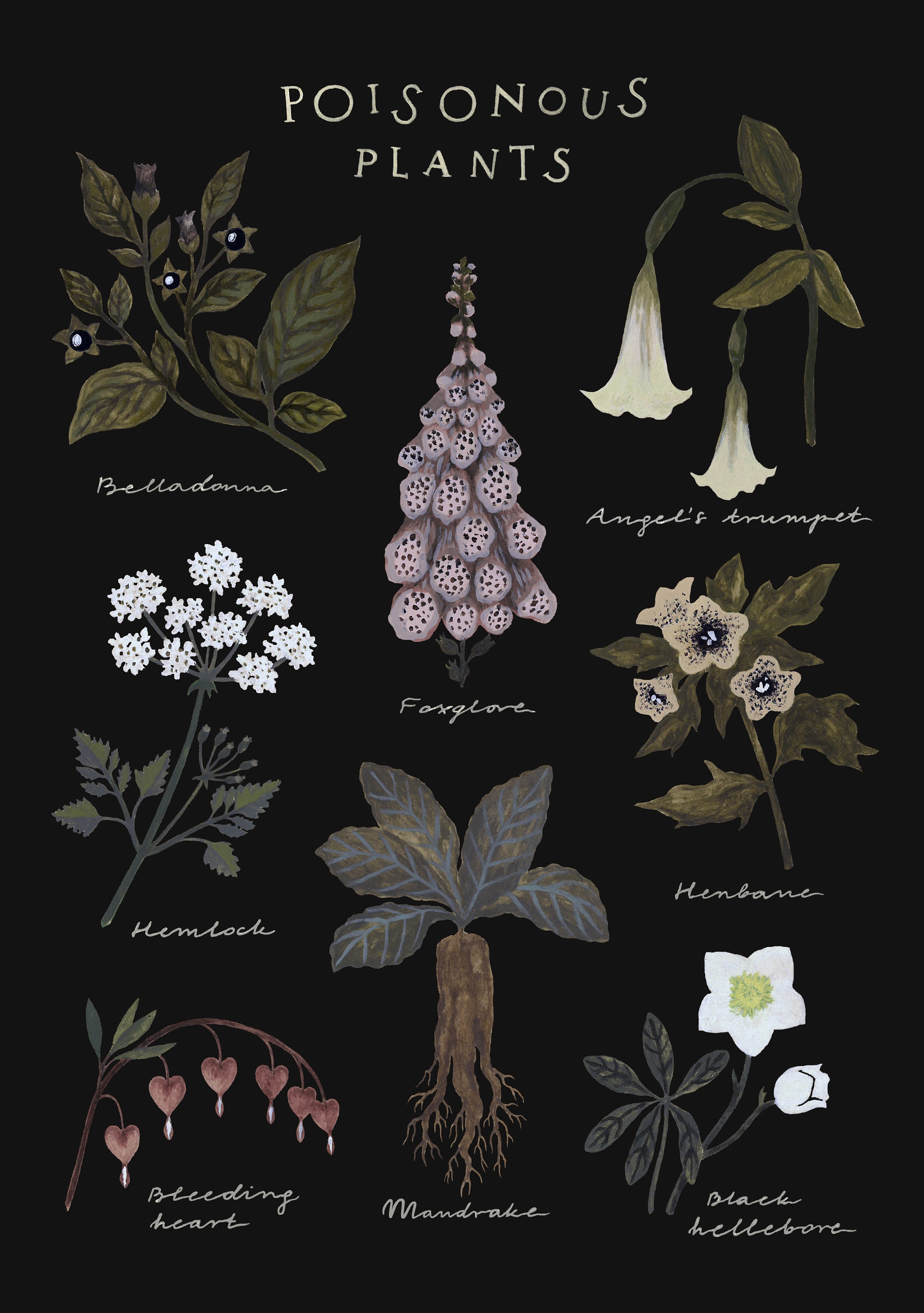 Poisonous Plants Print Botanical Chart Poster Etsy poisonous-plants-print-botanical-chart-poster-etsy