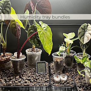 May include: Several potted plants with large, textured leaves in clear plastic containers. The plants are set on trays filled with small, dark pebbles. A digital thermometer shows temperature and humidity. The image includes the text "Humidity tray bundles."