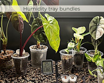 Humidity Tray Set for Ikea Greenhouse Cabinet | Plant Pebble Tray Bundle | Rare Plant Humidity Platform | Microclimate Shelf Setup | LECA