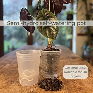 Semi Hydro Self Watering Pot | Clear Wick Planter for LECA & Rare Plants | Transparent Indoor Grow Pot | Cabinet Plant System | Worldwide